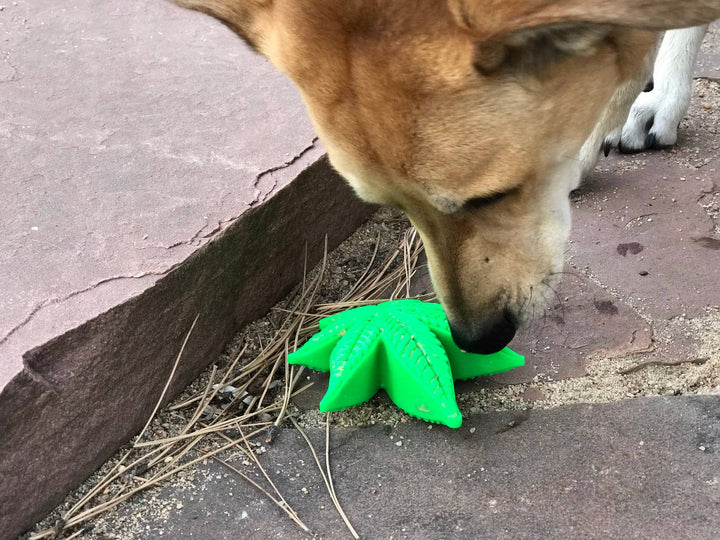Colorado "Maple Leaf" Durable Nylon Dog Chew Toy