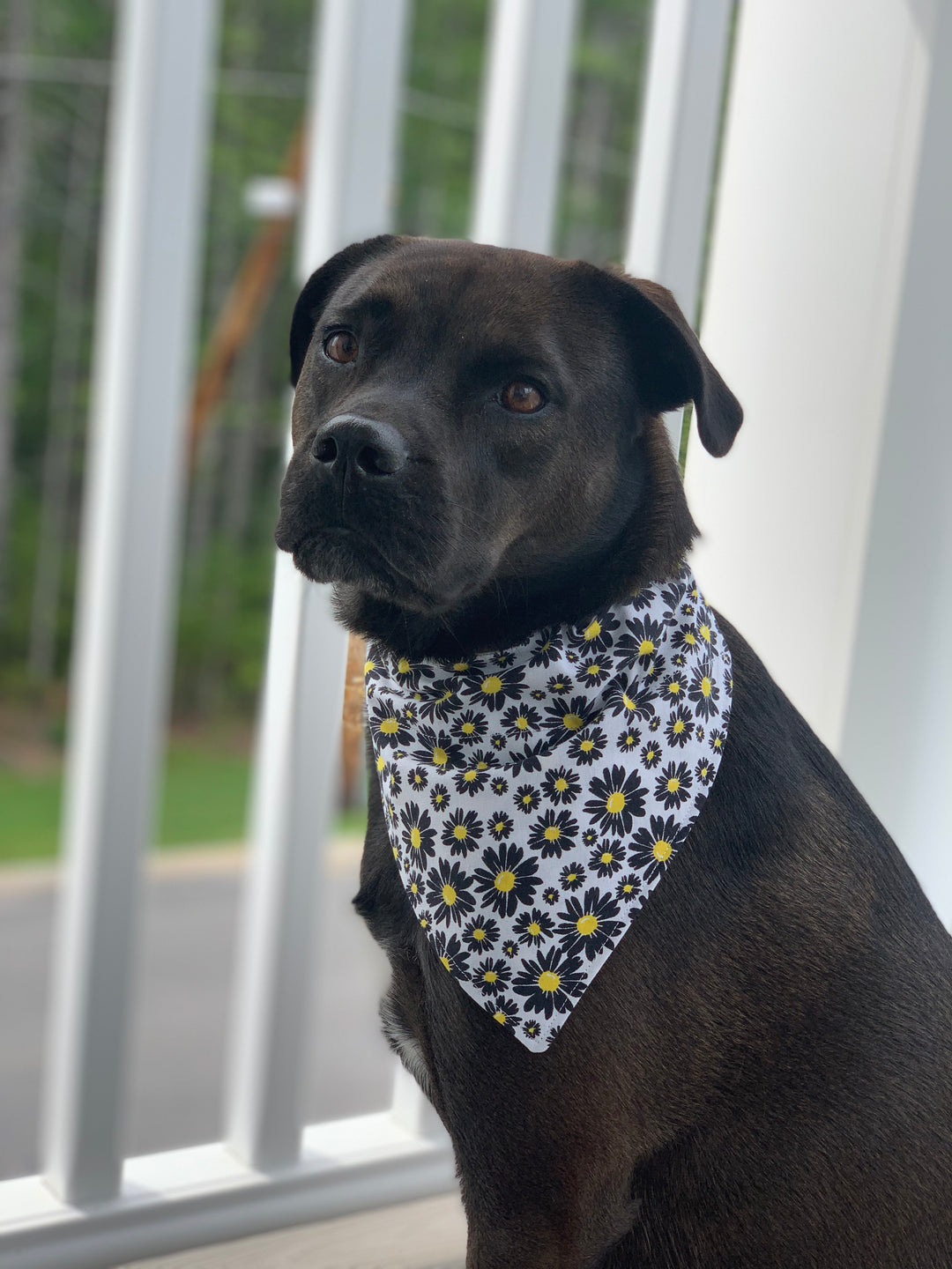 The Lazy Daisy Bandana
