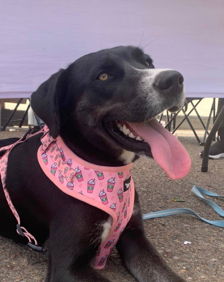 Pink Pupshake Adjustable Harness
