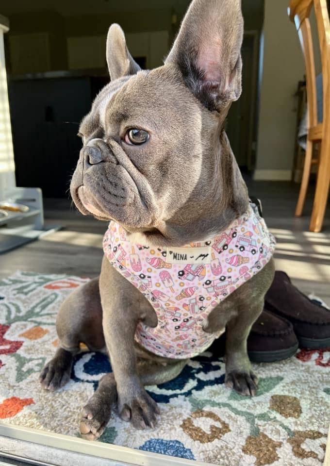 Ice Cream Dreams Adjustable Harness