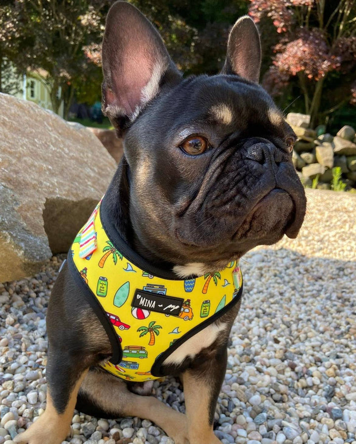 The Beach Bum Adjustable Harness