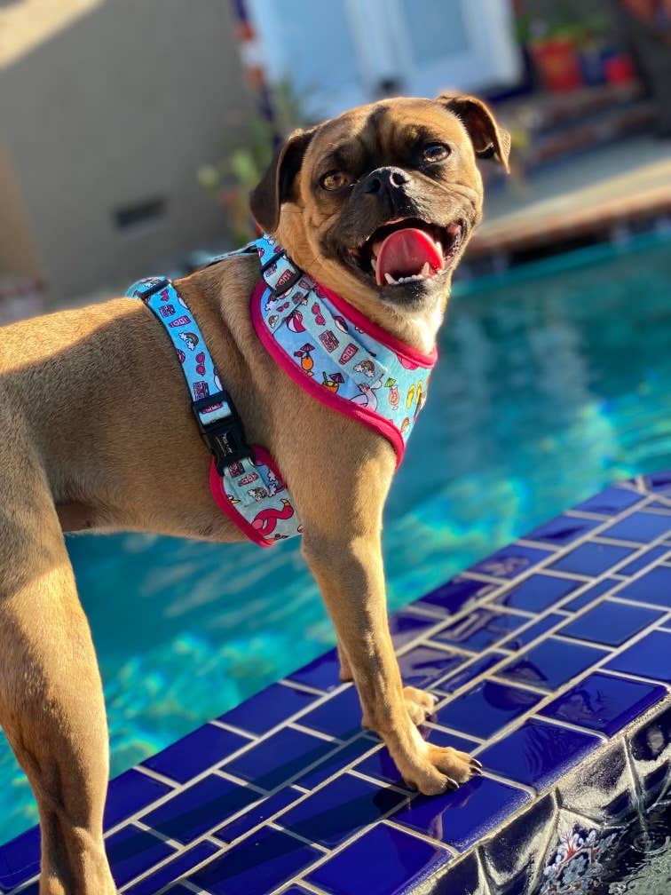 POOL DAY ADJUSTABLE HARNESS
