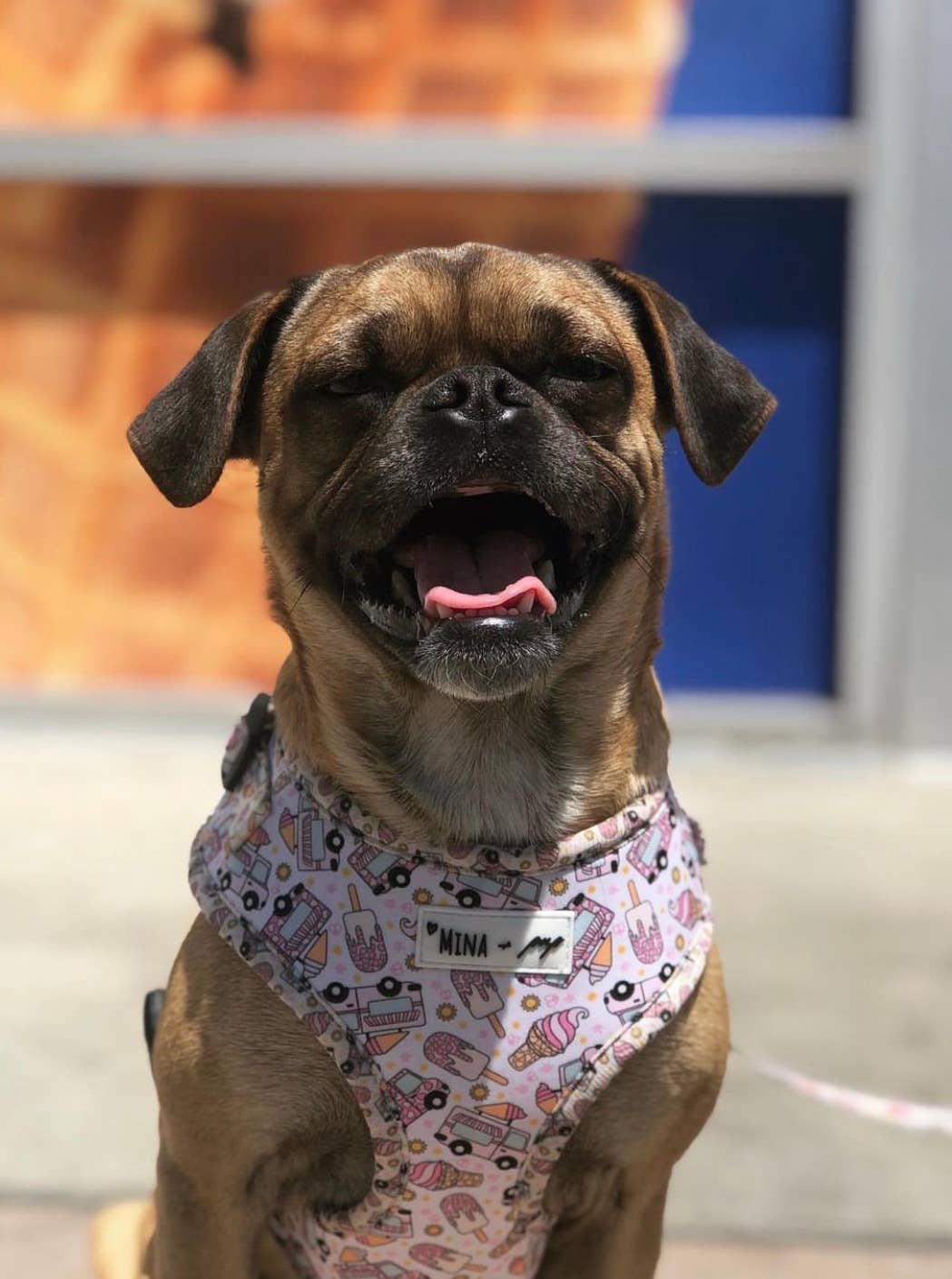Ice Cream Dreams Adjustable Harness