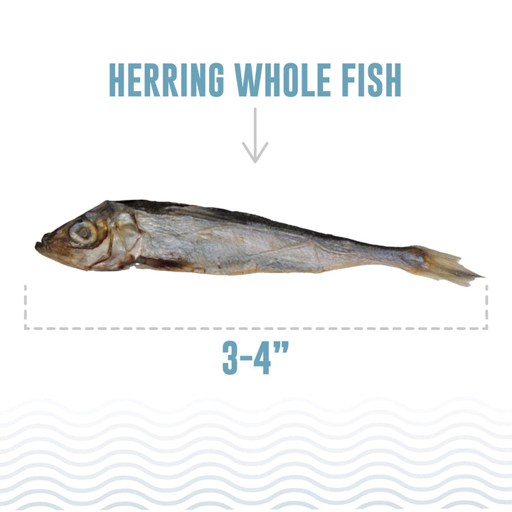 Icelandic+ Herring Whole Fish Dog Treats