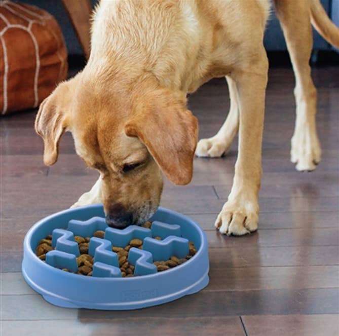 Outward Hound Fun Feeder Slo Bowl, Blue - Large
