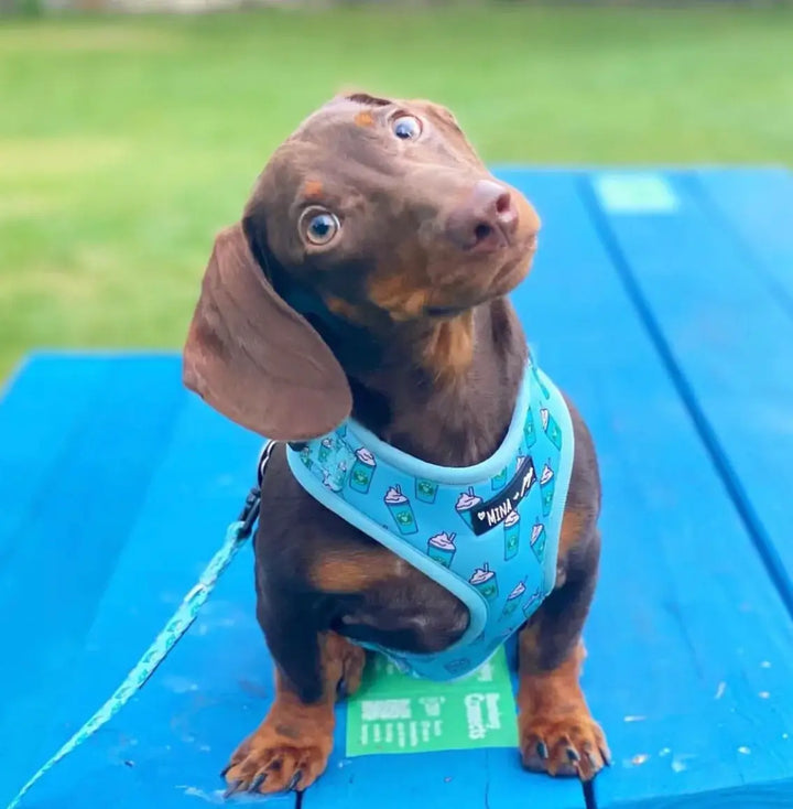 Blue Pupshake Adjustable Harness