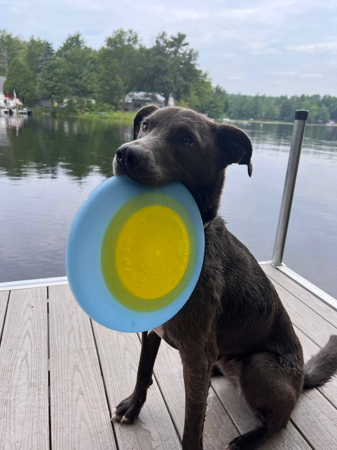 MAINE Flyer Dog Toy
