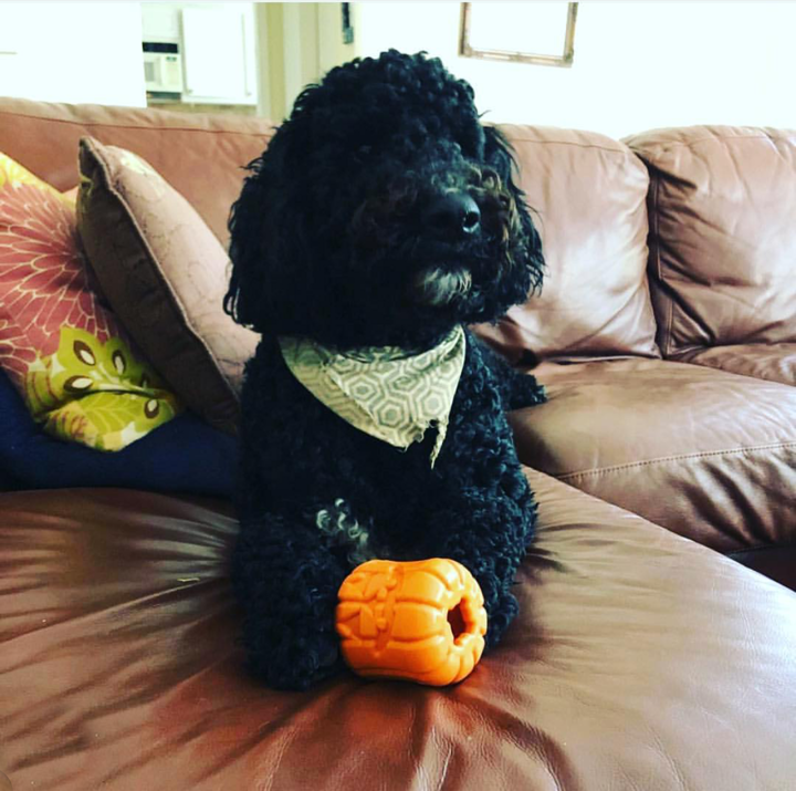 Halloween Jack O' Lantern - Chew Toy-Treat Dispenser