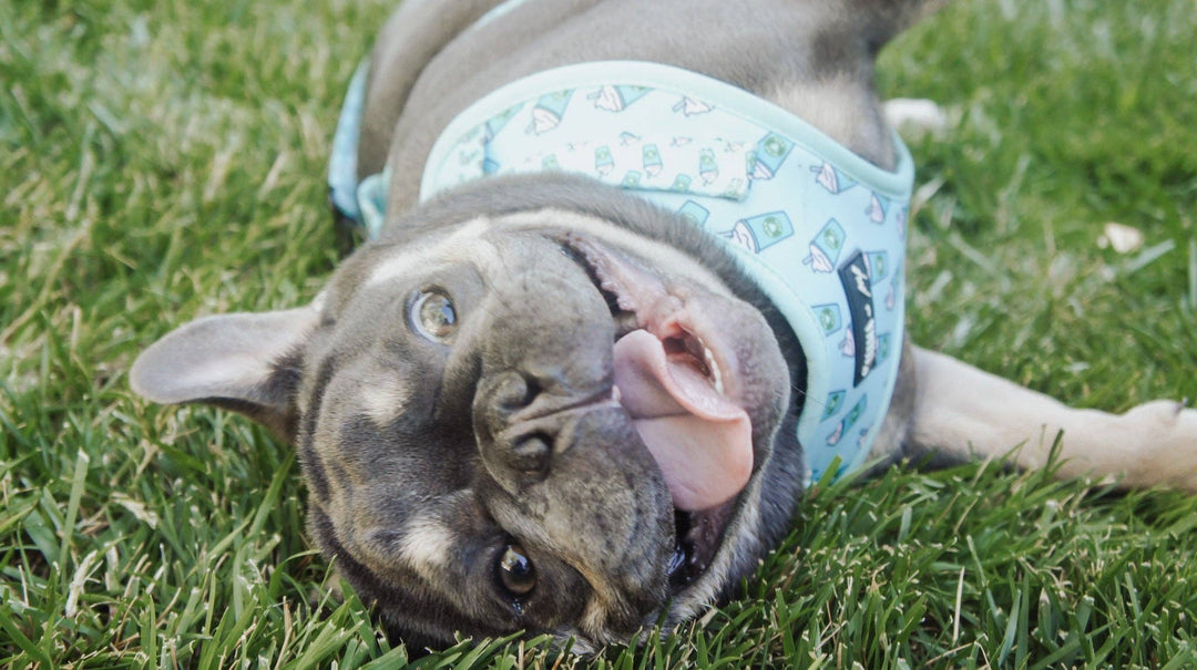 Blue Pupshake Adjustable Harness