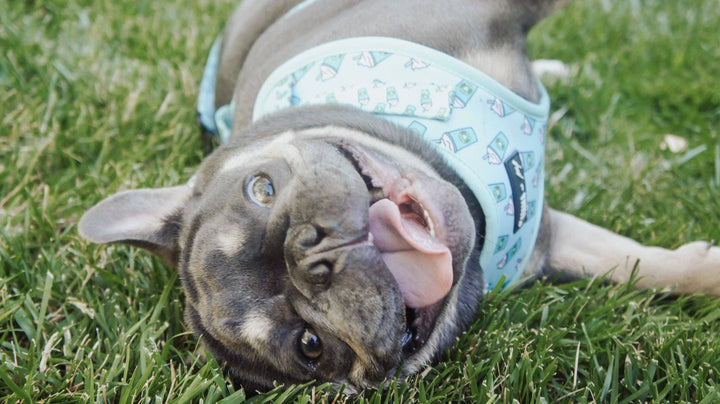 Blue Pupshake Adjustable Harness