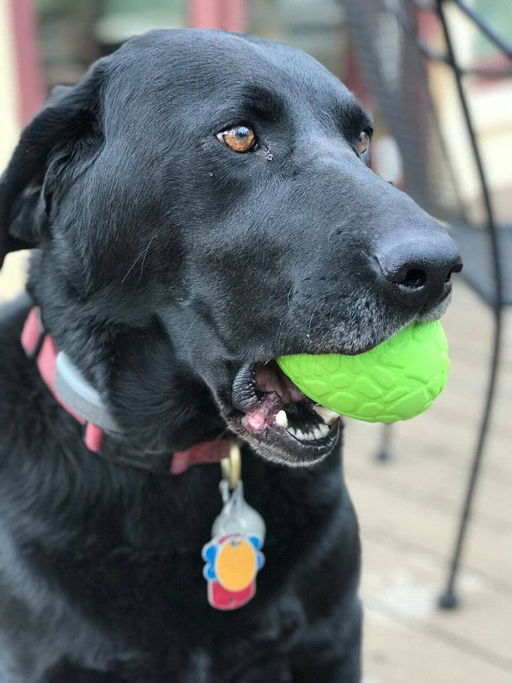 Green Bull Frog Rubber Chew Toy