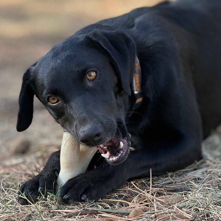 Elk Antler Shaped Dog Nylon Chew Toy