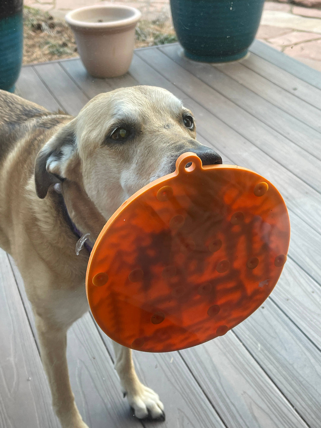 Camp Enrichment Lick Mat With Suction Cups