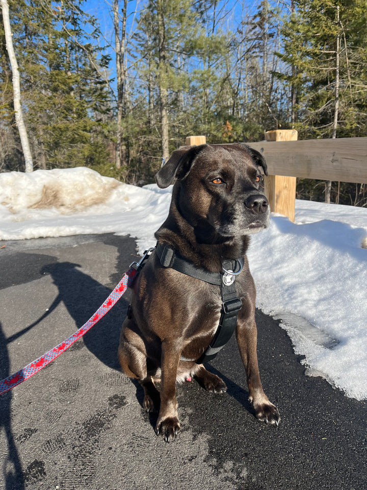 Heavy Duty Dog Harness