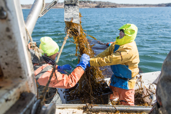 Green Monstah (Bone Shaped) - 7oz - Dog Treats