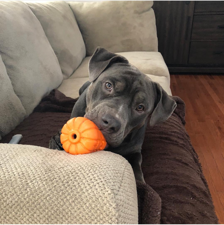 Halloween Jack O' Lantern - Chew Toy-Treat Dispenser