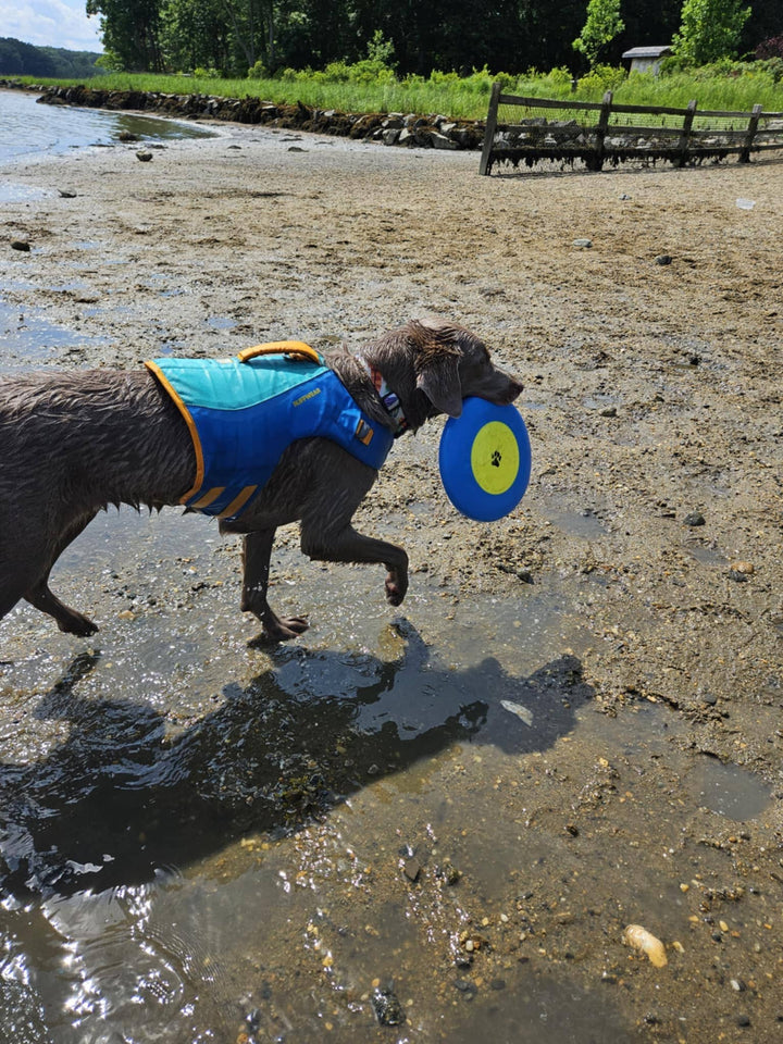 MAINE Flyer Dog Toy