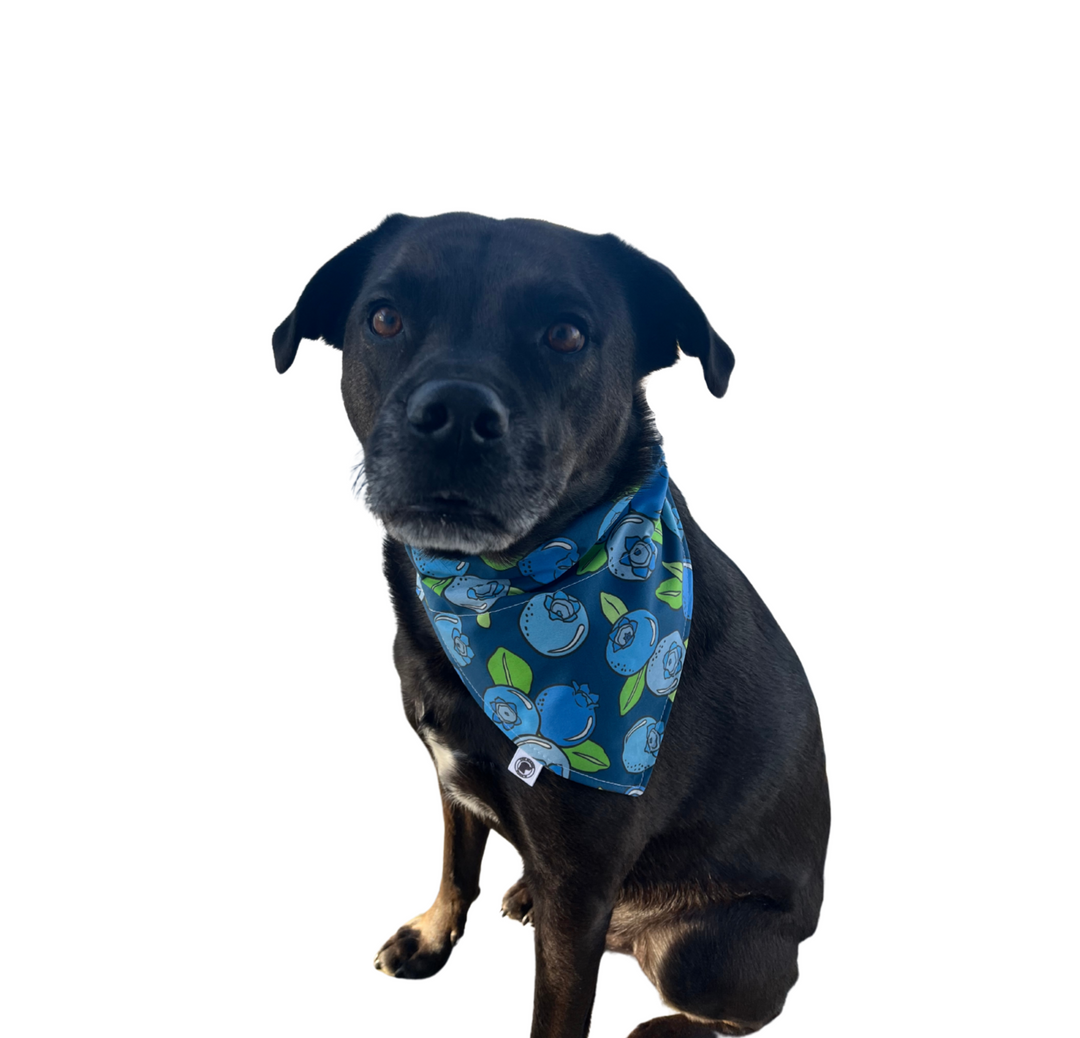 The Maine Blueberry Bandana