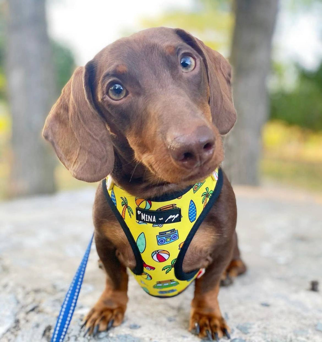 The Beach Bum Adjustable Harness