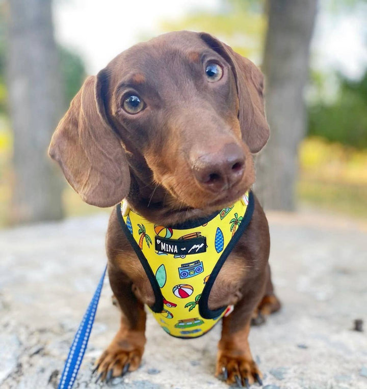 The Beach Bum Adjustable Harness