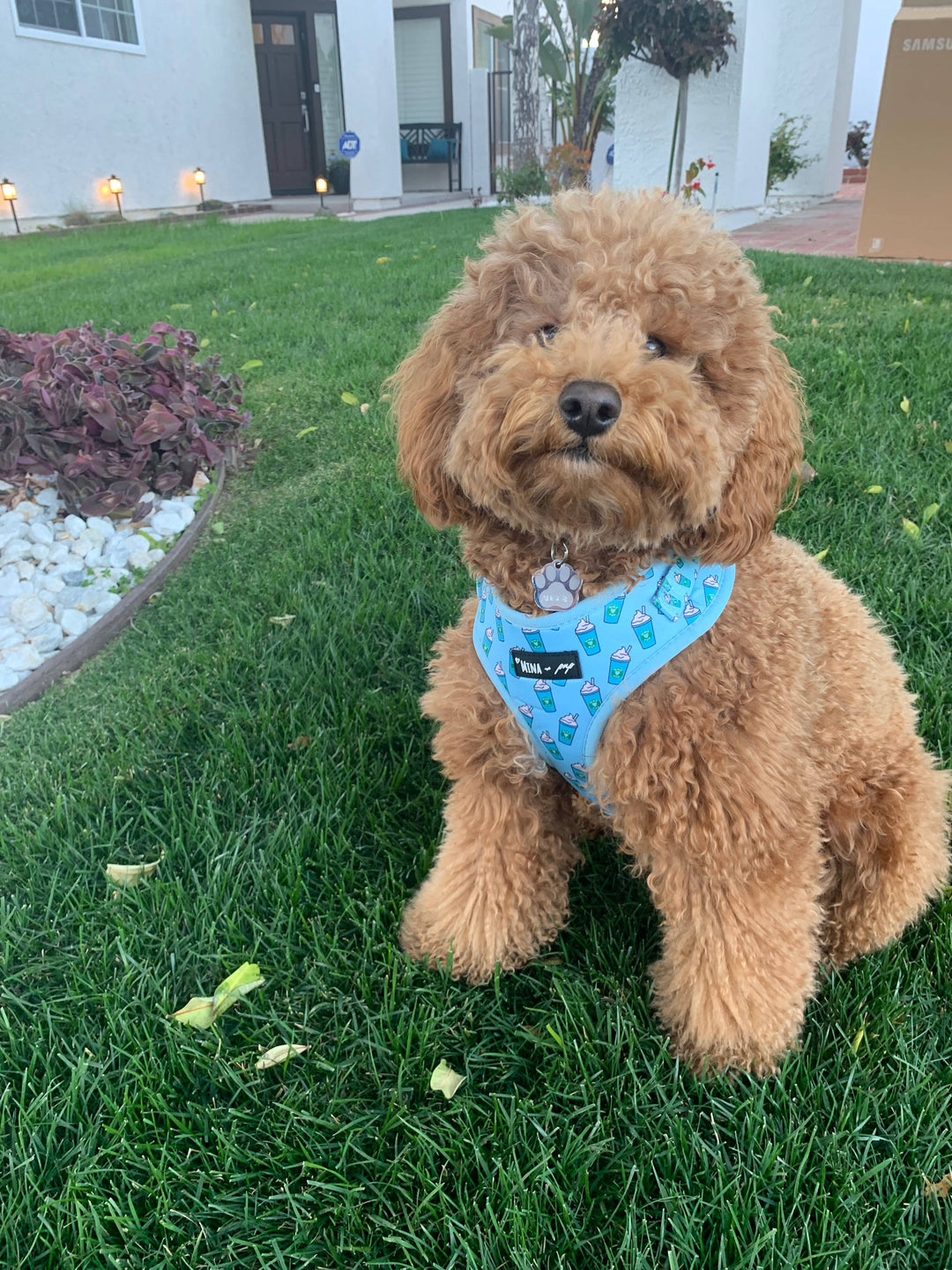 Blue Pupshake Adjustable Harness