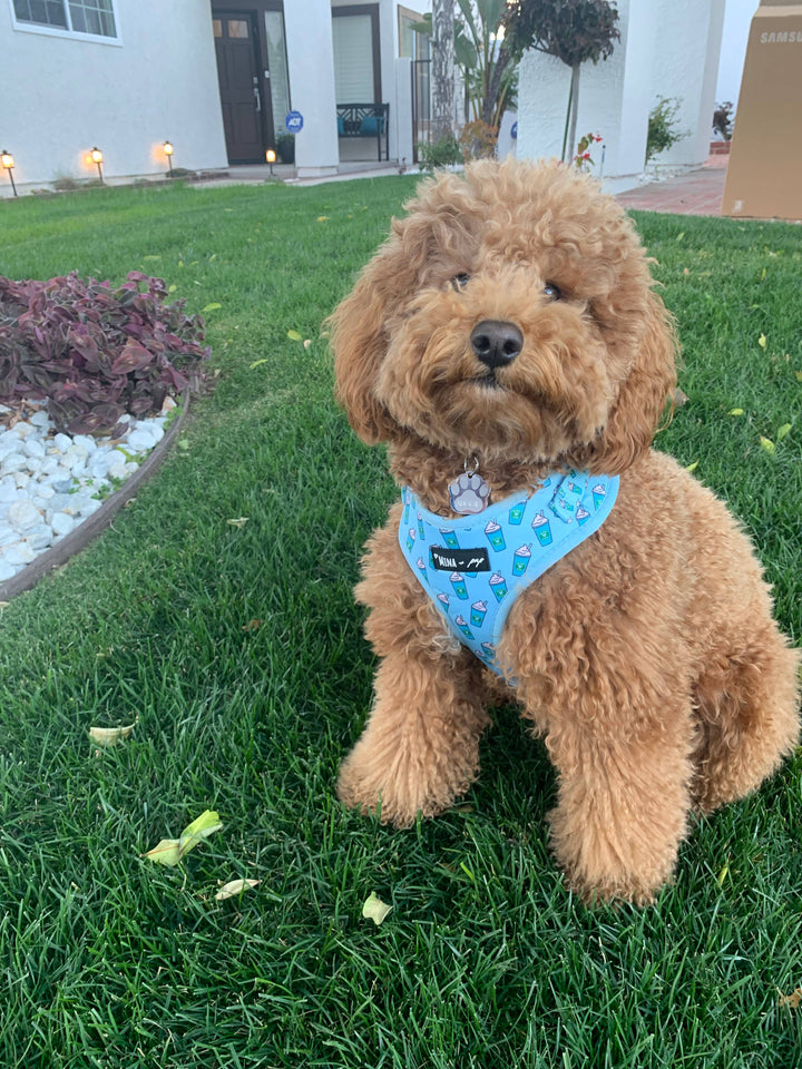 Blue Pupshake Adjustable Harness