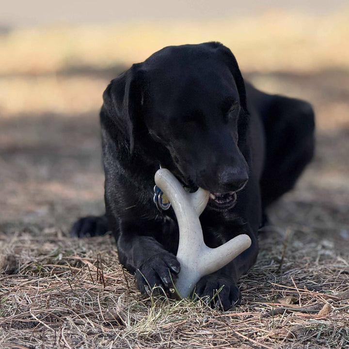 Elk Antler Shaped Dog Nylon Chew Toy