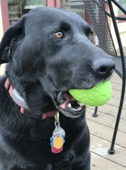 Green Dinosaur Egg Rubber Chew Toy - L