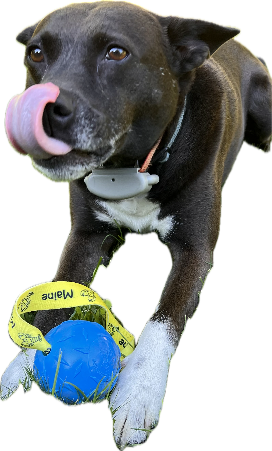 Maine Floating Ball Dog Toy