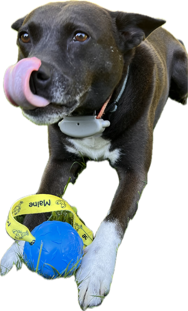 Maine Floating Ball Dog Toy