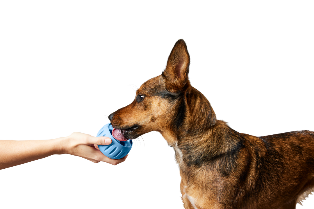 The Pupsicle - Exclusive Color Blue