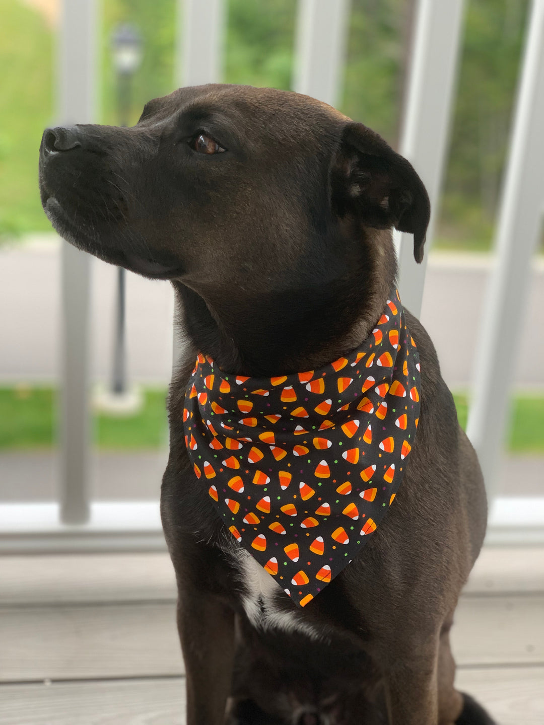 The Corny Bandana