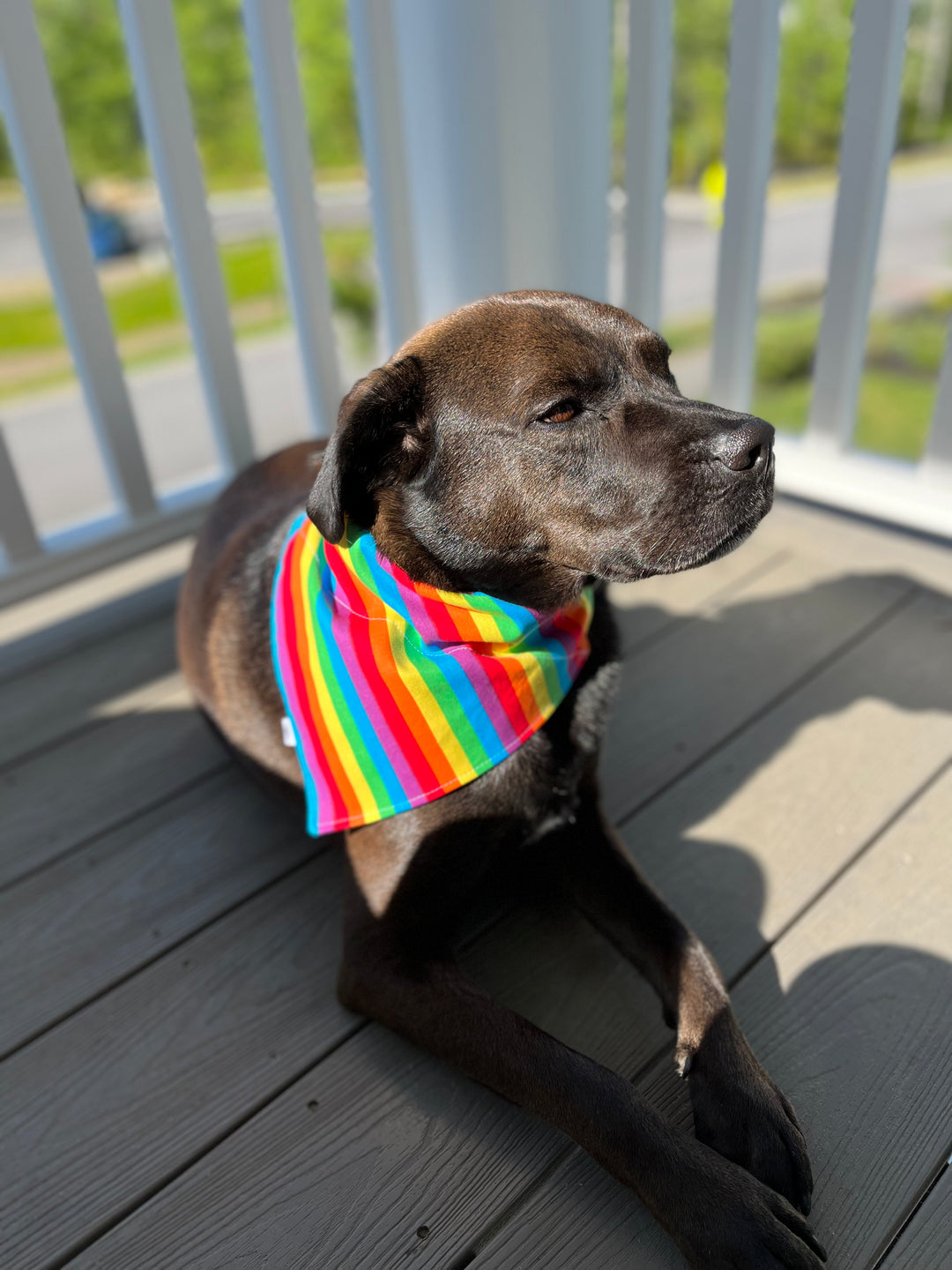 The Rainbow Bandana