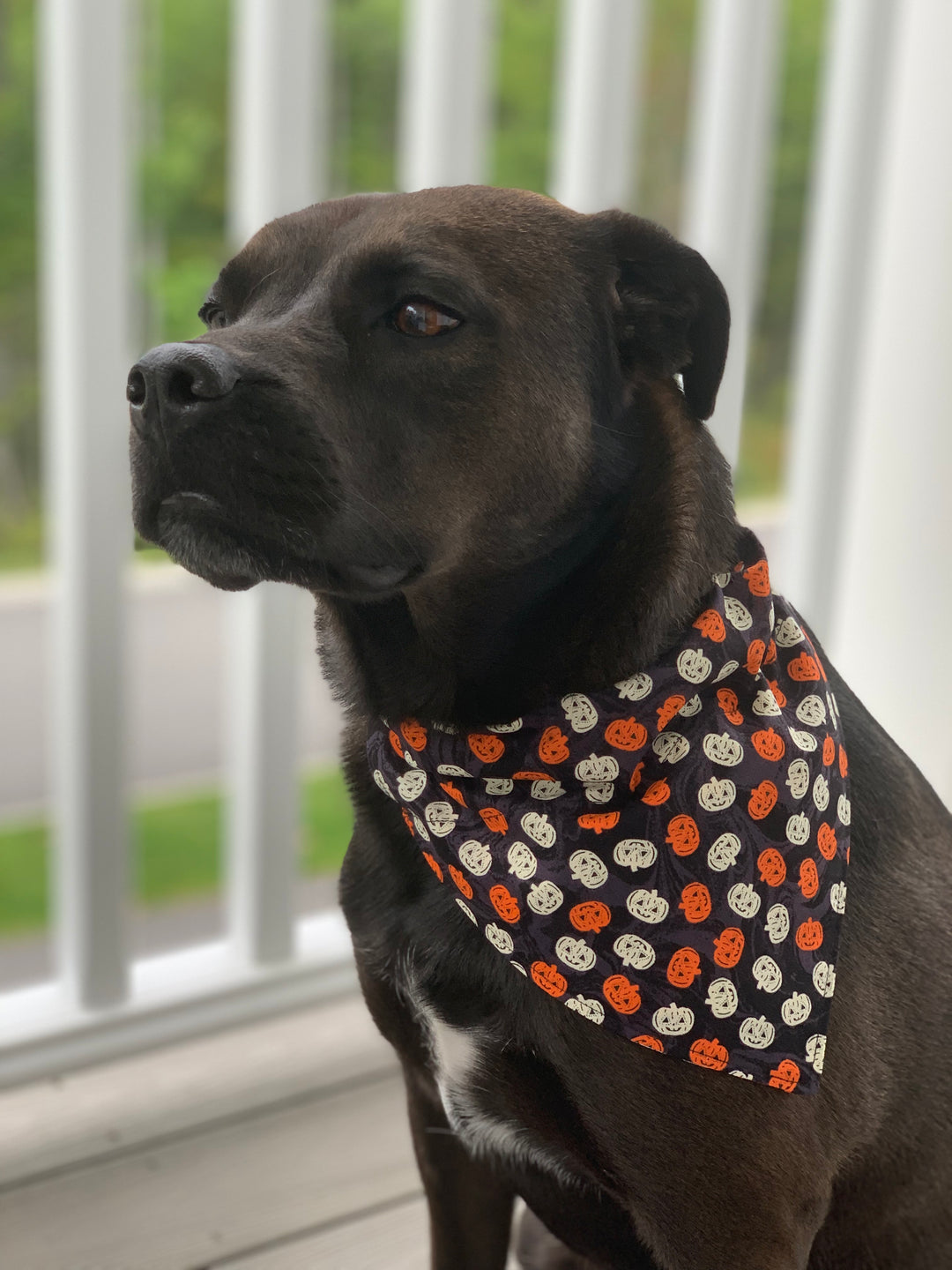 The Jack-O-Lantern Bandana