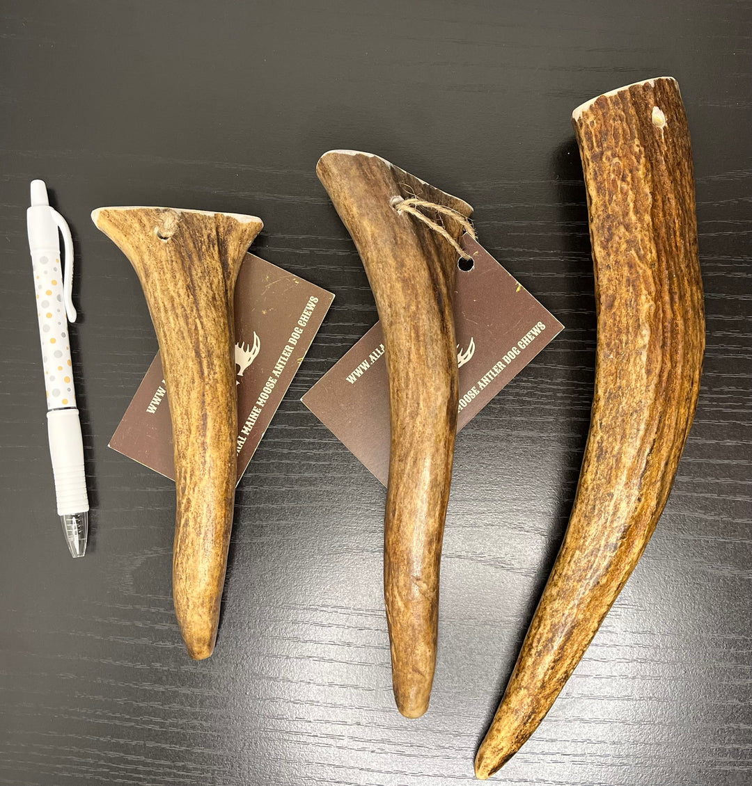 Moose Antler Chews