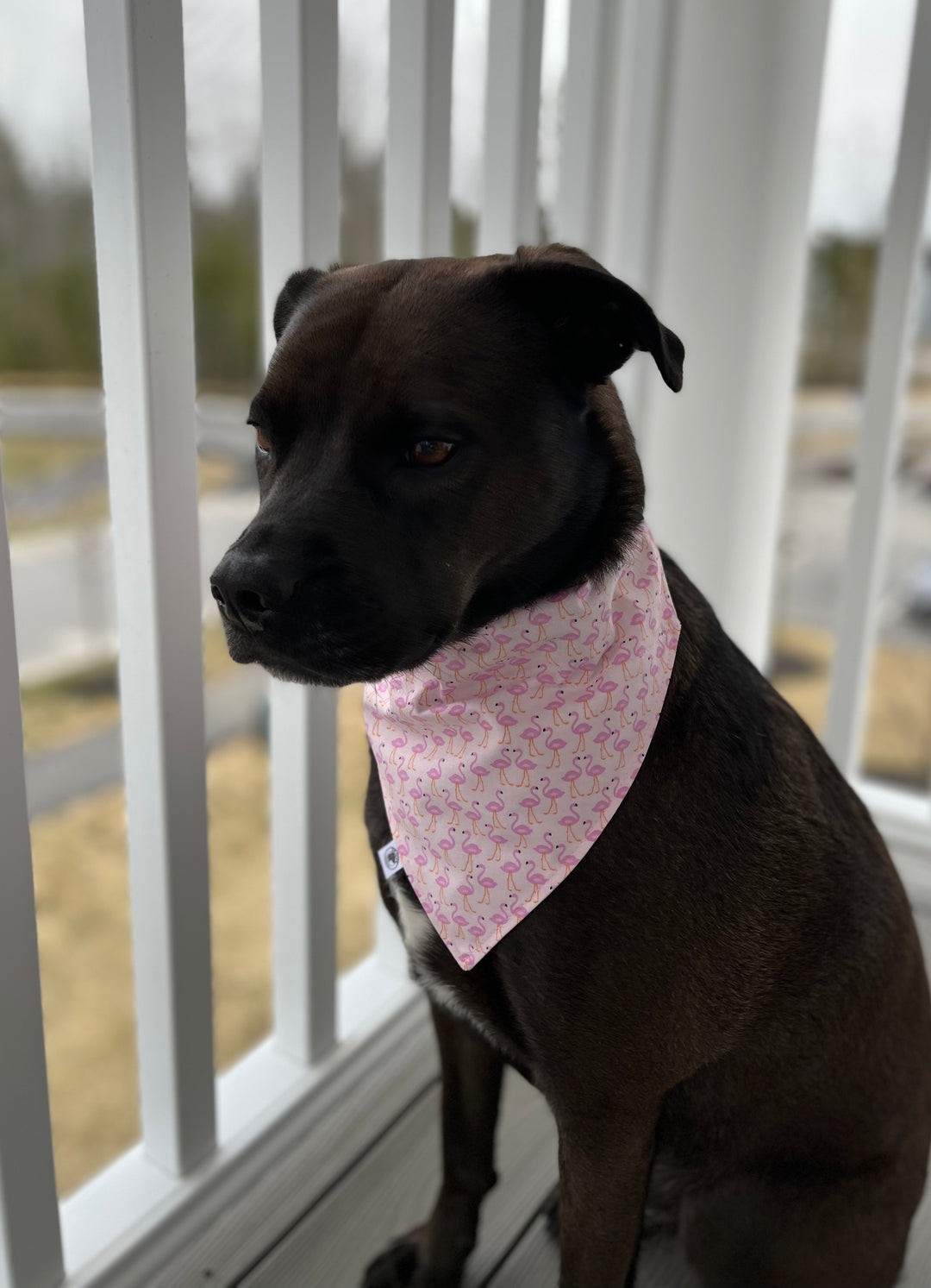 The Flocking Fabulous Bandana