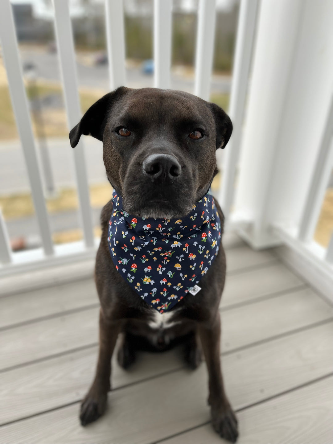 The Fungi Bandana