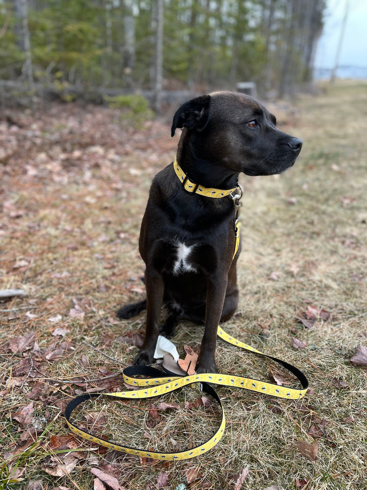 The Busy Bee Leash