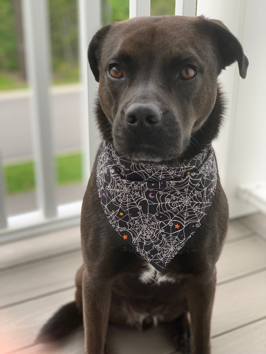 On The Web Bandana