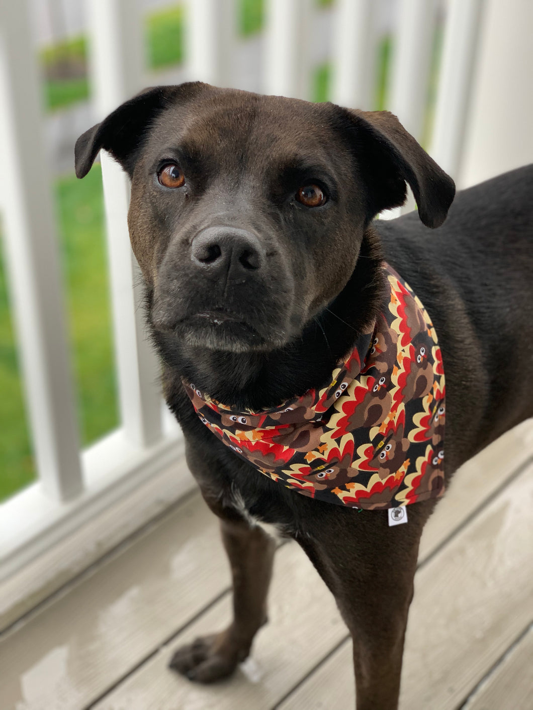 The Gobble Bandana