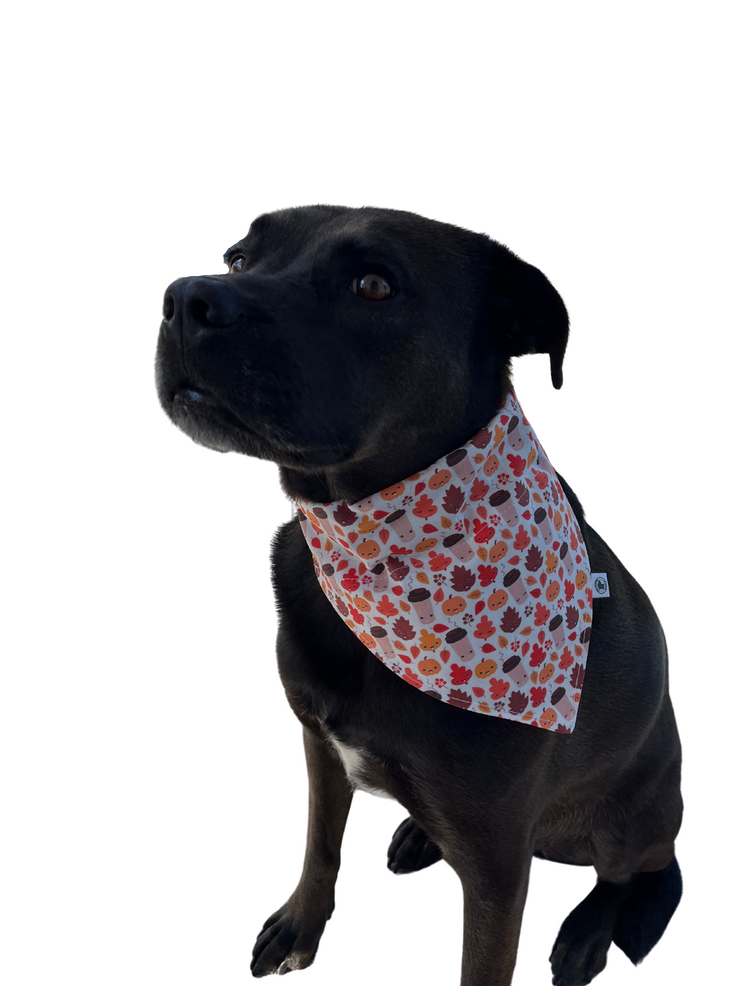 The Pumpkin Patch Latte Bandana