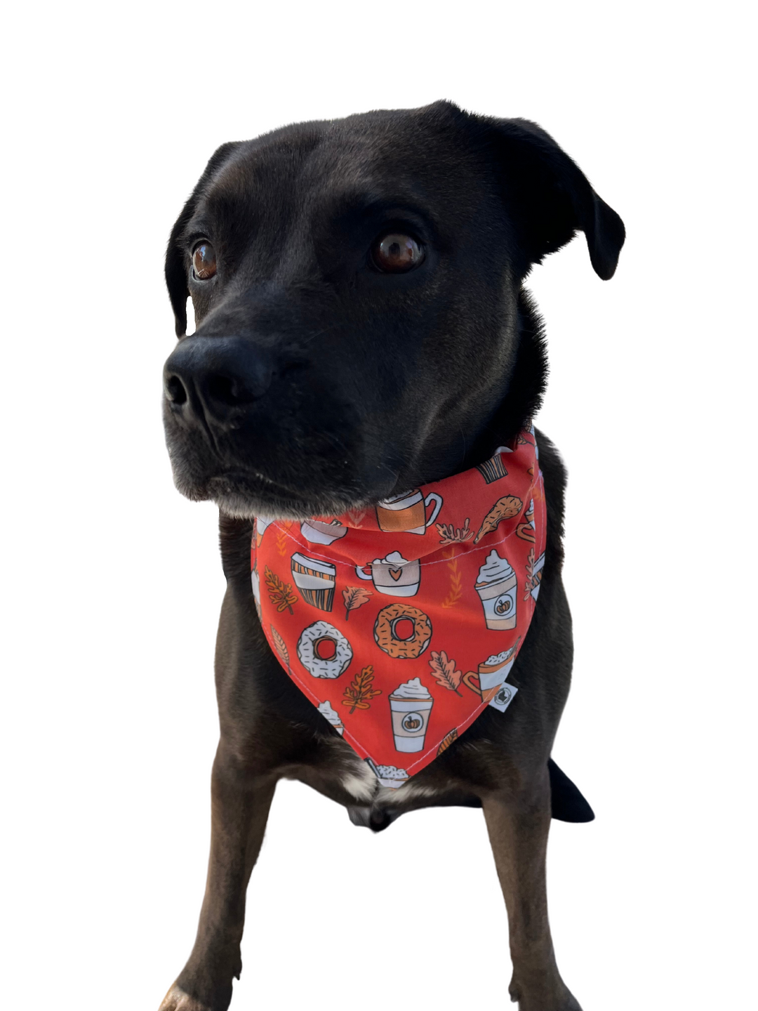 The Pumpkin Spice Donuts Bandana