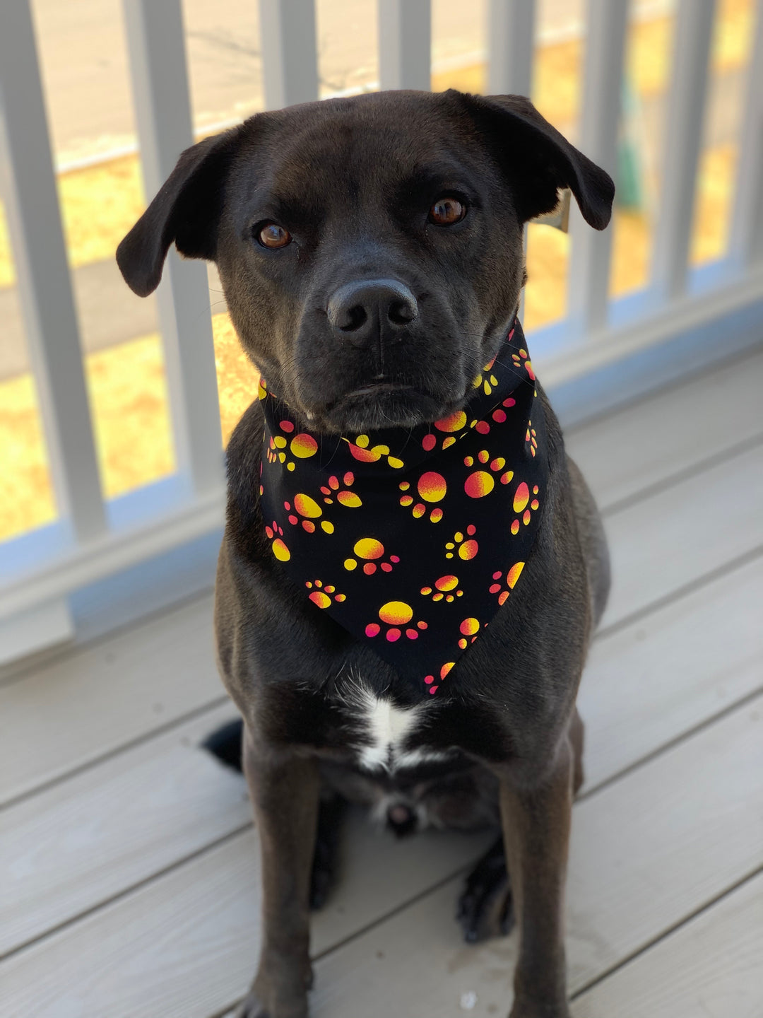 Stay Pawsitive Bandana